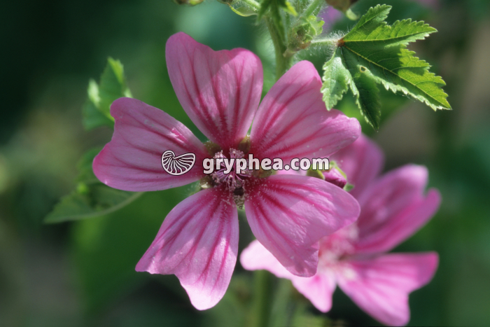 Mauve (Malva sylvestris) - fleur  - gryphea.com
